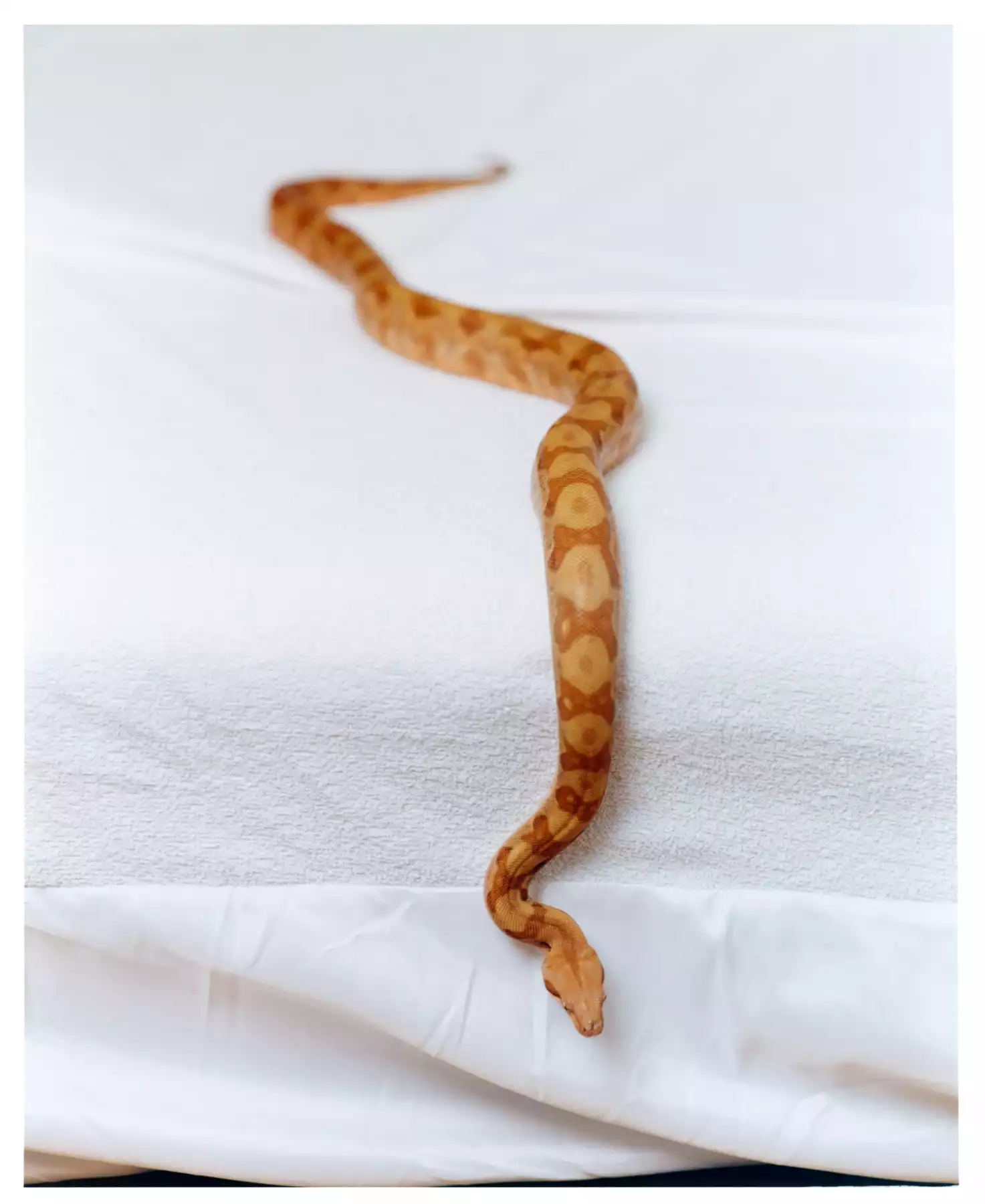 Cette photographie représente un serpent sur un lit. Cette photographie a été réalisé par le photographe représenté par ANTIGNY AGENCY appelé Raul Guillermo. Raul Guillermo est un photographe qui travaille en argentique mais aussi en numérique. Il a ainsi une grande maitrise de la photographie.