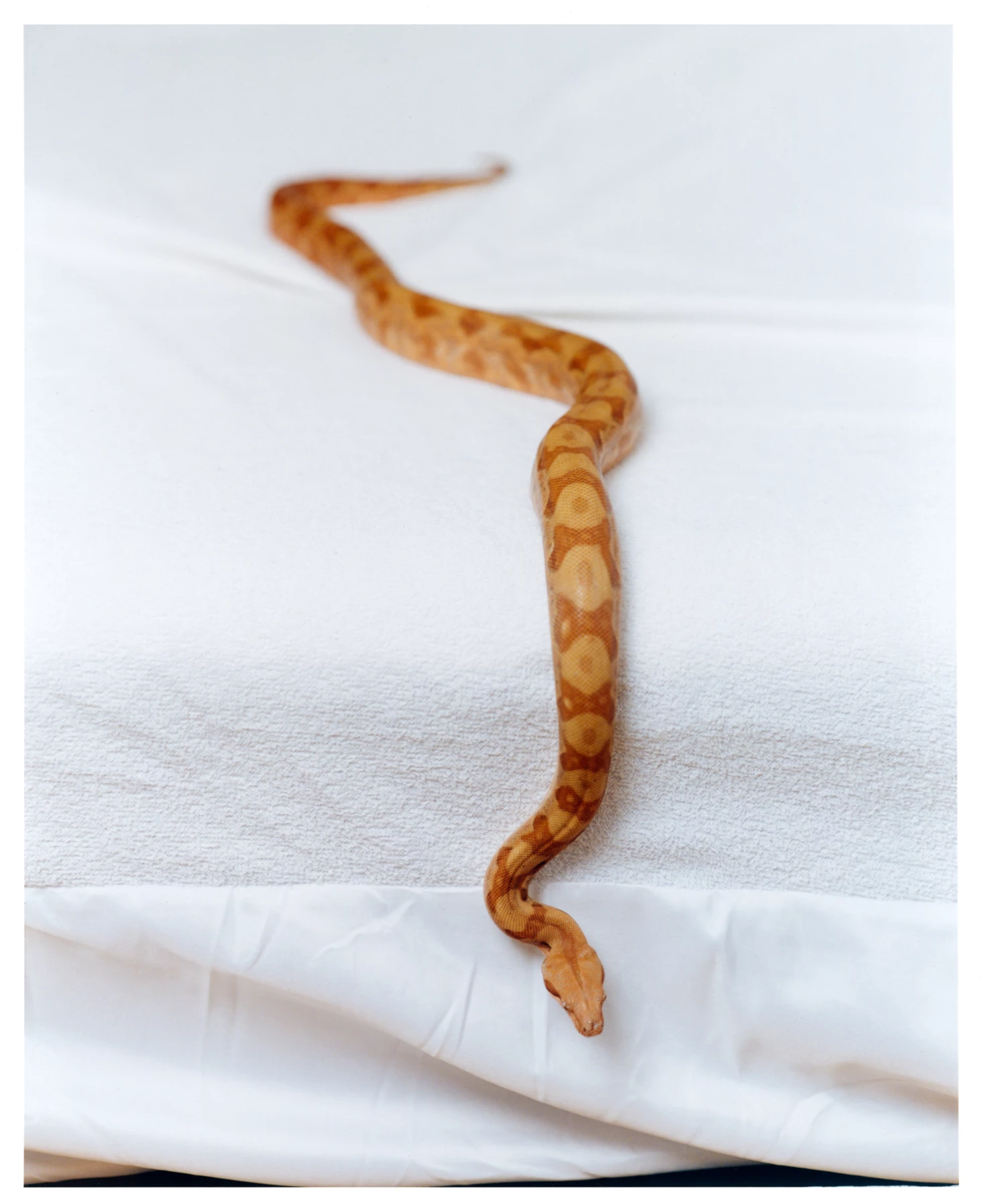 Cette photographie représente un serpent sur un lit. Cette photographie a été réalisé par le photographe représenté par ANTIGNY AGENCY appelé Raul Guillermo. Raul Guillermo est un photographe qui travaille en argentique mais aussi en numérique. Il a ainsi une grande maitrise de la photographie.